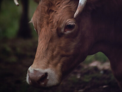 A setting with a brown cow as the centerpiece on the tranquil animal farm