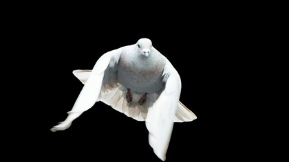 A dove, the oldest symbol of peace. Sachs proposes a settlement that would permanently end hostilities between Russia and Ukraine, rather than a temporary ceasefire