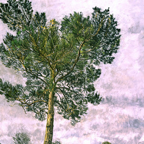 Christopher Bramham, Pine Tree, Winter (in progress), 2002, oil on canvas, 129 x 143 cm