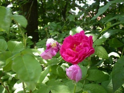 Rosa gallica officinalis  
