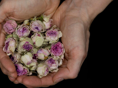 Dried roses reminds us that endings, though painful carry the seed of memory and growth