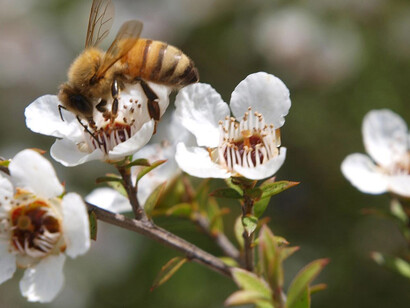 Fiori di Manuka (Leptospermum scoparium)