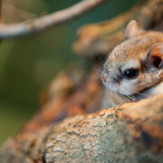Écureuils volants. Courtesy of Science Nord