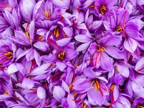 Nei prati primaverili è uno dei primi fiori a spuntare con i suoi calici multicolori
