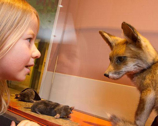 BiodiverCITY. Courtesy of Royal Belgian Institute of Natural Sciences