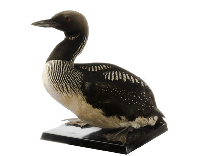 Birds. Courtesy of Tadas Ivanauskas Zoological Museum