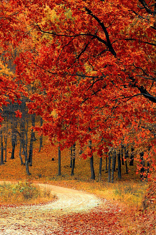 Por un camino de encinas