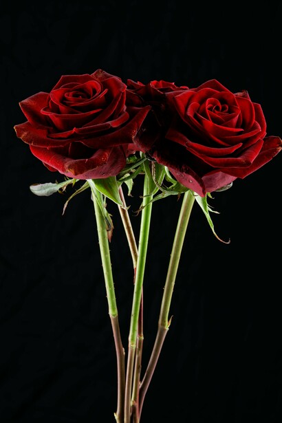 Matilda olhou para a mãe, pela primeira vez, como uma pessoa inteira, e não apenas como uma mãe. Mais tarde, deitou na cama com a barriga cheia e o coração tão orgulhoso do que tinha feito que se sentiu finalmente esperançosa. Não sabia o que viria, mas tinha certeza de que seria bom