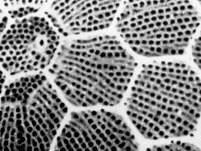 Image Spaces: Biology and Building. Courtesy of Museum für Fotografie
