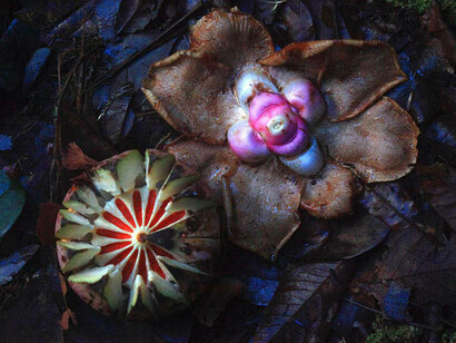 «Clusia grandiflora»