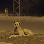 Cats and Dogs. Courtesy of Israel Museum