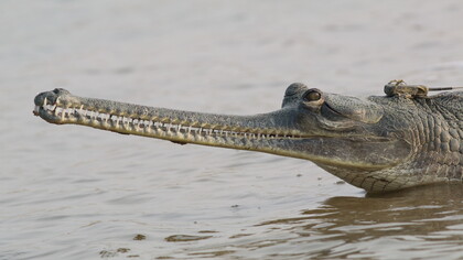 Gharial with GPS logger behind head © Gehan de Silva Wijeyeratne