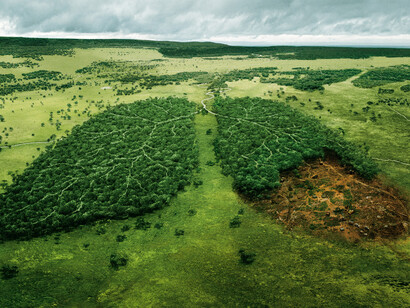 I polmoni delle foreste in pericolo