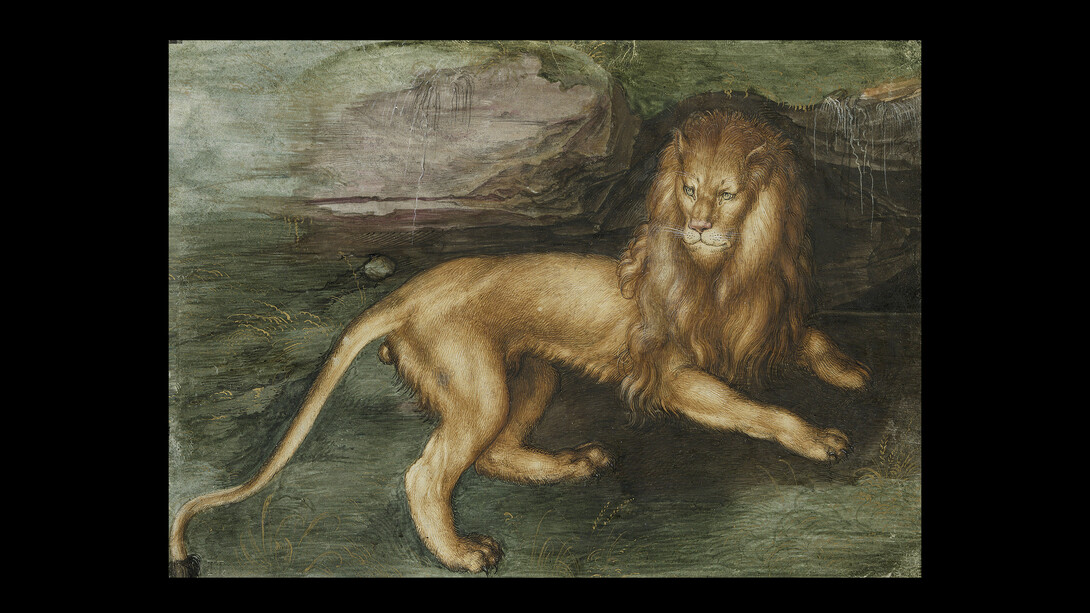 Albrecht Dürer, A Lion, 1494, Gouache on parchment, heightened with gold, 12,6 x 17,2 cm, Kupferstichkabinett, Hamburger Kunsthalle © Photo Scala