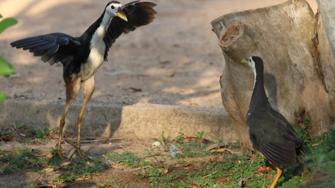 White-breasted Waterhens preparing to fight (c) Gehan de Silva Wijeyeratne