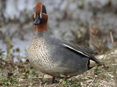 Common Teal © Gehan de Silva Wijeyeratne