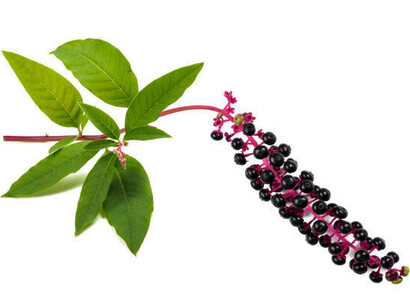 Hojas y semillas, tóxicas para los humanos, phytolacca americana, de Ombú
