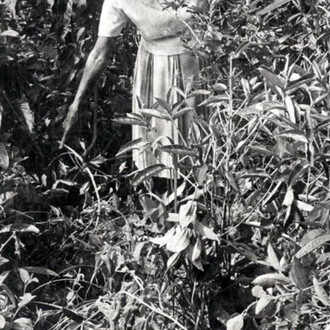 Tertúlia, Tamar Guimarães, Tropical Blow Up, 2009, Vídeo digital