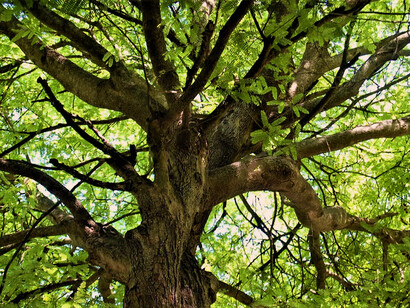 Ramas: en no pocas ocasiones, acaban transformándose en partes a veces bien significativas de lo que irá siendo la implementación futura real y dinámica de, en este caso, el Acuerdo de París