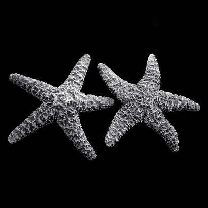 Il turismo di massa ha distrutto molti ecosistemi ed è giusto che la bellezza delle coste sia preservata, lasciando le conchiglie dove sono