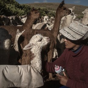 Alessandro Cinque, Veterinary, alpaqueros, 2021. Mit freundlicher Genehmigung des Weltmuseums Wien