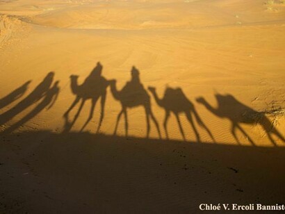 Camels in Morocco