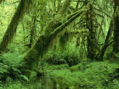 Foresta vergine