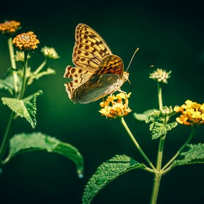 Cultivate, experience and promote Green Culture