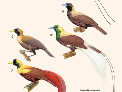 Blue and Emperor Birds of Paradise from 'Birds of New Guinea' by Lynx Edicions