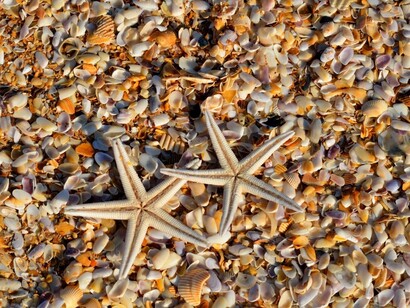 Stelle marine sulla spiaggia