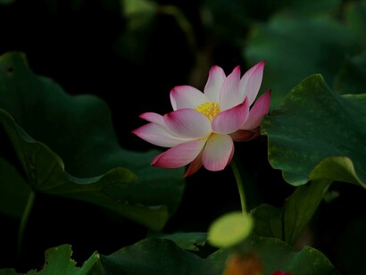 A flor de lótus representa um despertar raro e precioso, um lembrete da nossa própria busca pela grandeza e unidade