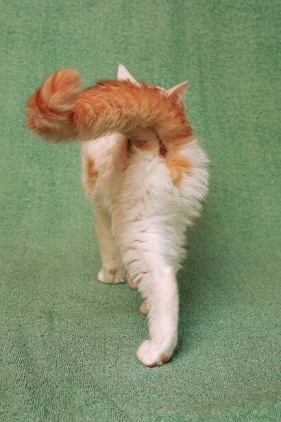 Arne Svenson, Strays 55 (detail), 2010. Courtesy of Robert Klein Gallery