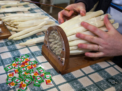 Formazione dei mazzi di asparagi di Bassano Dop