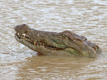 Marsh Crocodile, just before swallowing a fish © Gehan de Silva Wijeyeratne