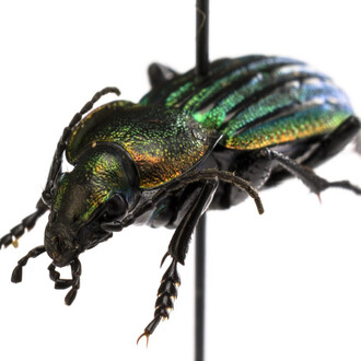 Insects. Courtesy of Tadas Ivanauskas Zoological Museum