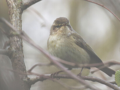 A Chiffchaff in Burgess Park after returning in Spring © Gehan de Silva Wijeyeratne