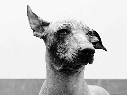 La ausencia de pelaje hace que el viringo mantenga una temperatura corporal elevada, característica que dio origen a su fama de perro con propiedades terapéuticas