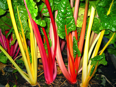 Acelgas suizas