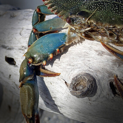 Granchio blu. Il colore blu è dovuto a due pigmenti, astaxantina e crustacianina