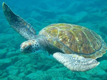 Tortuga marina. Foto: Federico Palomo, Blue Bottom Diving