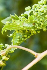 The devastation caused by phylloxera on this unsuspecting vineyard