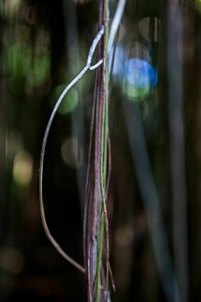 Jungle Road 13-11-65, 2013, Archival pigment print, printed 2014, 21 x 14 1/2 inches, edition of 10 © Laurie Lambrecht.