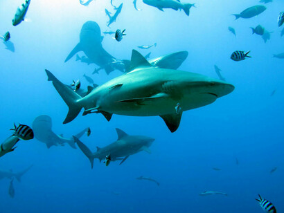 Tiburones: fuente de belleza natural, balance ecológico y riqueza