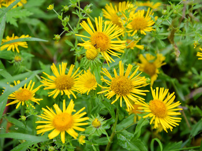 Enula campana