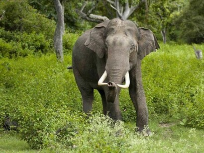 Elephant Grazing in Dooars