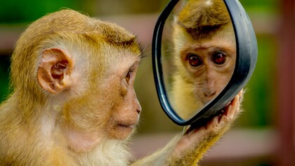 Ensayo sobre la inteligibilidad de la naturaleza