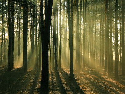 Gli alberi ci parlano