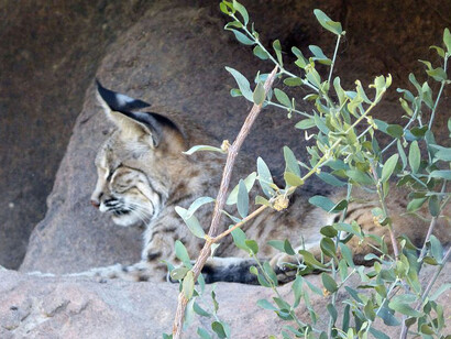 A bobcat (lynx rufus), sleeping on a rocky crevice