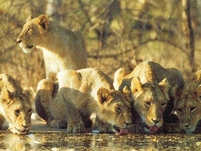 Lions drinking water