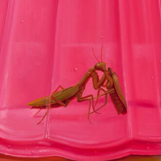 L. Song Wu, Budino (Dolce) (detail). Courtesy of Johansson Projects 